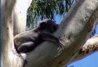 Dunbogan Caravan Park - Holiday Great Ocean Road 2