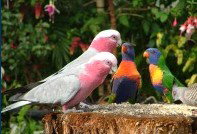 Dunbogan Caravan Park - Holiday Great Ocean Road 4