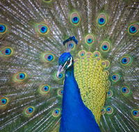 Willunga Peacock Farm Bed and Breakfast