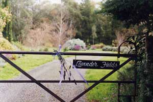 Adelaide Hills Country Cottages - Lavender Fields - Holiday Great Ocean Road 3