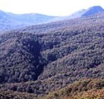 Callicoma Hill Eco-Cabins - Holiday Great Ocean Road