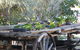 Barambah Bush Caravan Park - thumb 5