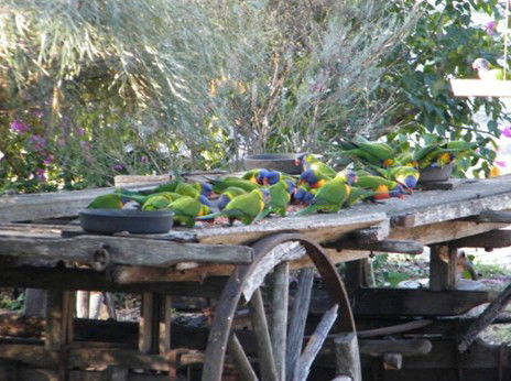 Barambah Bush Caravan Park - Holiday Great Ocean Road 5