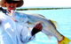 Kimberley Coastal Camp - thumb 0