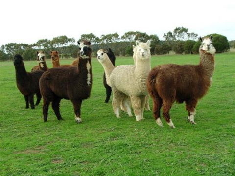 Mayfair Park - Holiday Great Ocean Road 2