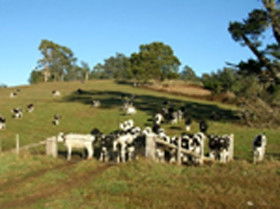 St Columba Cottage - Holiday Great Ocean Road 0