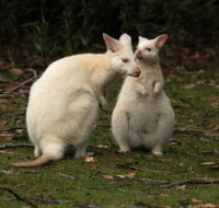 Captain Cook Holiday Park - Holiday Great Ocean Road