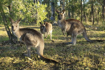 Eagleview Resort - Holiday Great Ocean Road 42