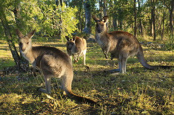 Eagleview Resort - Holiday Great Ocean Road 56