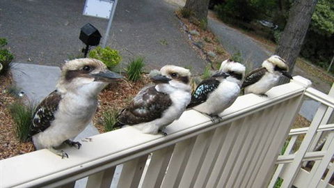 Around About Lorne Studios Or B&B - Holiday Great Ocean Road 2