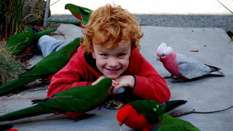 Around About Lorne Studios Or B&B - Holiday Great Ocean Road 3