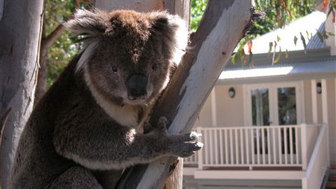 Around About Lorne Studios Or B&B - Holiday Great Ocean Road 1