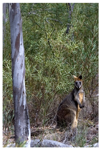 Alivio Tourist Park Canberra - Holiday Great Ocean Road 12