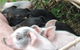 Avalon River Retreat - thumb 4