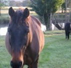Reynella Kosciusko Rides Accommodation - Holiday Great Ocean Road