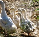 Duck Duck Goose Bed and Breakfast - Holiday Great Ocean Road