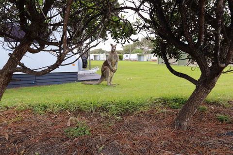 Anglesea Family Caravan Park - Holiday Great Ocean Road 3