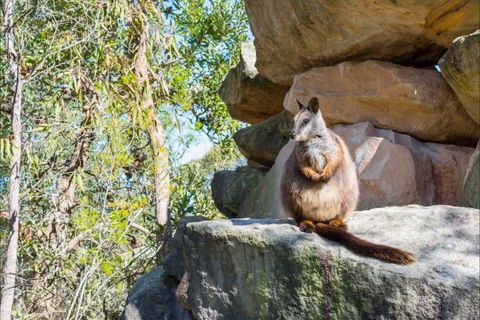 Waterfall Springs Retreat And Wildlife Sanctuary - Holiday Great Ocean Road 9