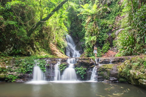 O'Reilly's Rainforest Retreat - Holiday Great Ocean Road 0