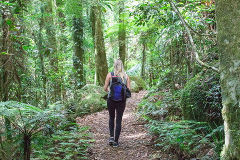 O'Reilly's Rainforest Retreat - Holiday Great Ocean Road 5