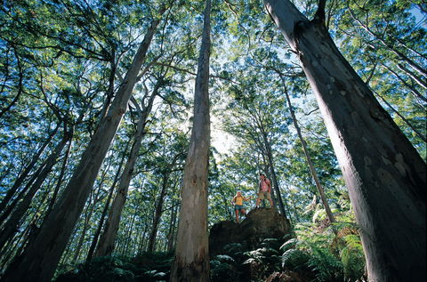 Boranup Camp At Leeuwin-Naturaliste National Park - Holiday Great Ocean Road 1