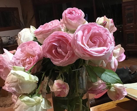 Jalbrook  Estate-  Cottages,Alpacas,Gallery & Function Centre - Holiday Great Ocean Road 1