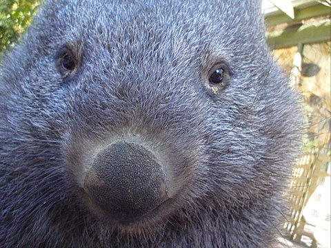 Kingbilli - Holiday Great Ocean Road 5