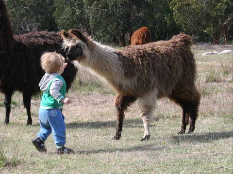 Kingbilli - Holiday Great Ocean Road 6
