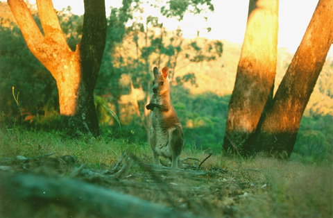 Kingbilli - Holiday Great Ocean Road 7
