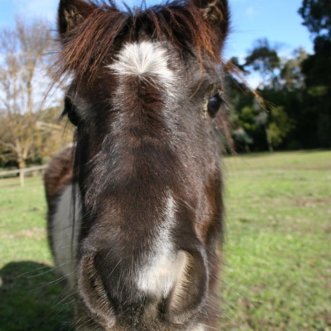 Kingbilli - Holiday Great Ocean Road 8