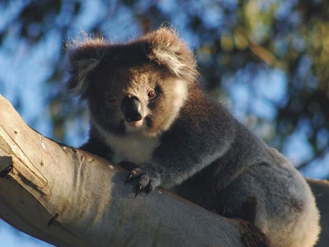 Bimbi Park Camping Under Koalas - Holiday Great Ocean Road 0