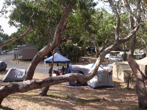 Bimbi Park Camping Under Koalas - Holiday Great Ocean Road 1