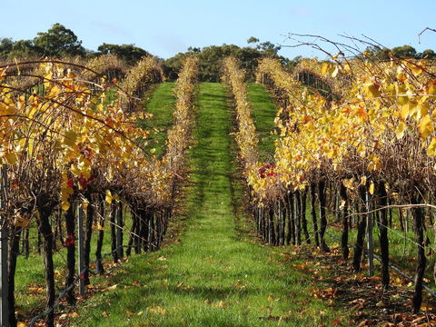 Miners Ridge Vineyard Railway Carriage B&B - Holiday Great Ocean Road 1