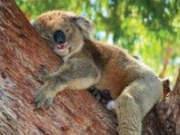 The Kosy Koala - Holiday Great Ocean Road 3