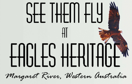 Eagles Heritage Raptor Wildlife Centre - Holiday Great Ocean Road