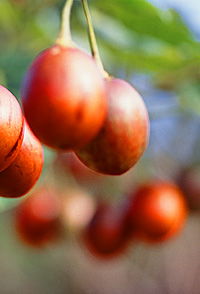 Tropical Fruit World - Holiday Great Ocean Road 0