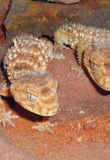 Armadale Reptile & Wildlife Centre - Holiday Great Ocean Road 1