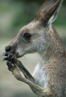 Armadale Reptile & Wildlife Centre - Holiday Great Ocean Road 2