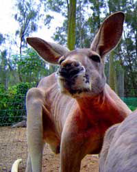 Birdland Animal Park - Holiday Great Ocean Road 3