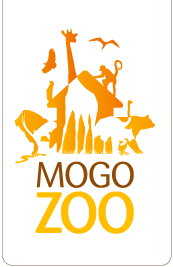 Mogo Zoo - Holiday Great Ocean Road