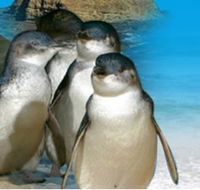 Phillip Island Penguin Parade - Holiday Great Ocean Road