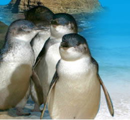 Phillip Island Penguin Parade - Holiday Great Ocean Road 0