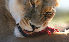 Werribee Open Range Zoo - Holiday Great Ocean Road 2