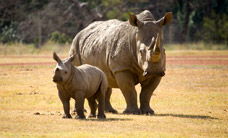 Werribee Open Range Zoo - Holiday Great Ocean Road 3
