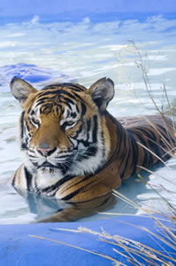 Zoo Doo Wildlife Park - Holiday Great Ocean Road 0