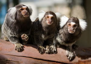 Zoo Doo Wildlife Park - Holiday Great Ocean Road 1