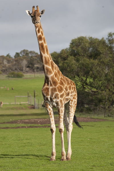 Monarto Zoo - Holiday Great Ocean Road 3