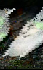 Warrawong Wildlife Park - Holiday Great Ocean Road 1