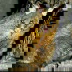 Warrawong Wildlife Park - Holiday Great Ocean Road 2