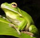 The Rainforest Habitat - Holiday Great Ocean Road